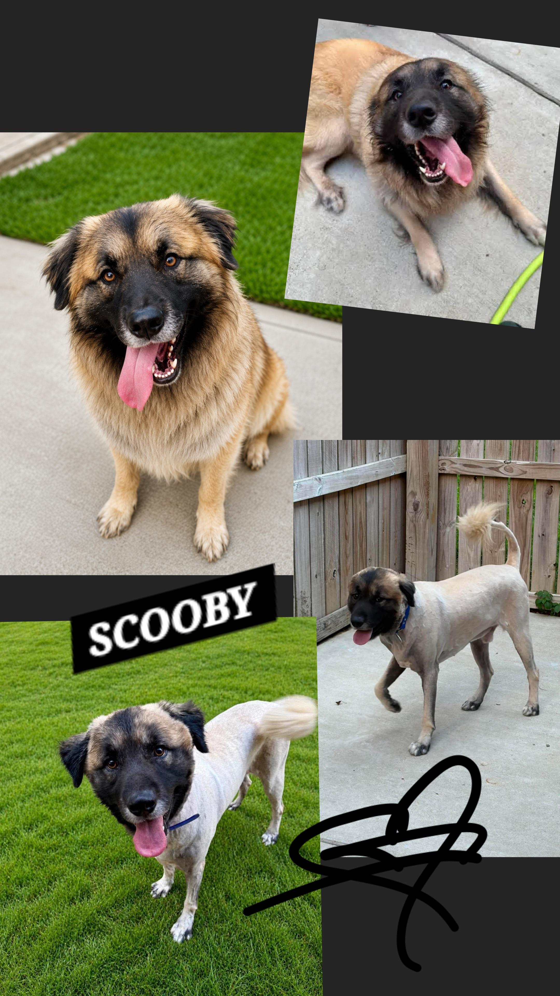 SCOOBY, ADOPTABLE, Young Male Newfoundland Dog & Great Pyrenees.