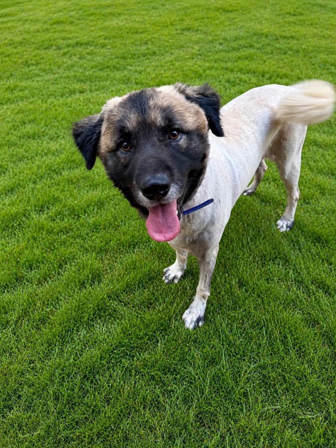 Enlarge SCOOBY, a ADOPTABLE mixed breed in Jackson, TN image 3/5