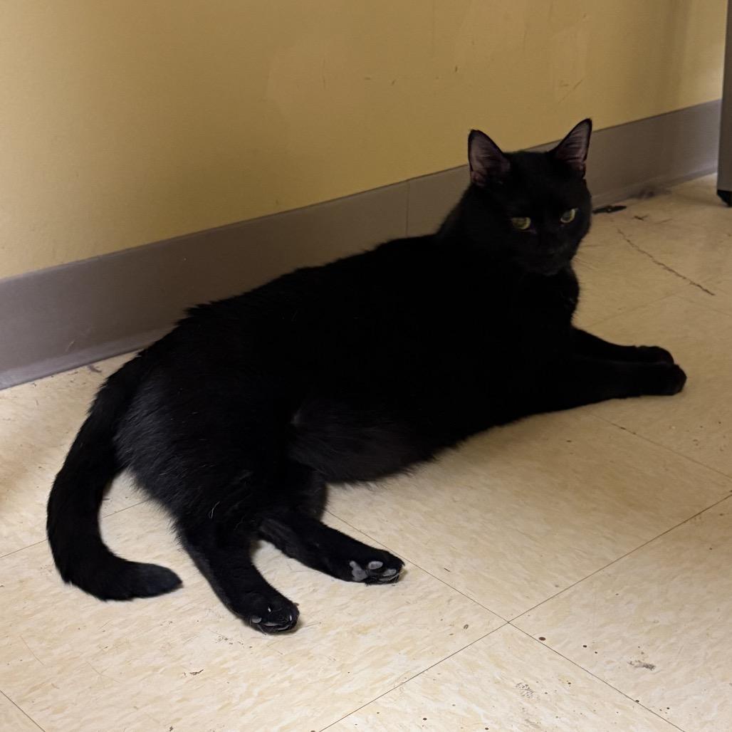Mr. Kitty, Adoptable, Adult Male Domestic Short Hair.