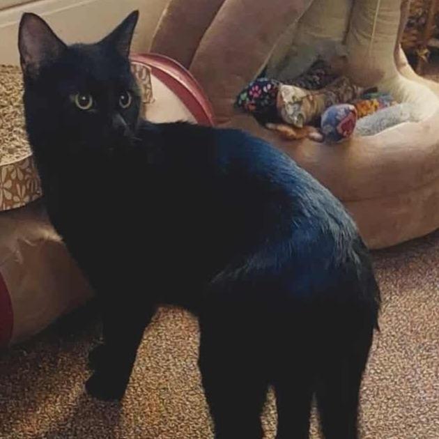 Enlarge Mr. Kitty, a Adoptable Domestic Short Hair in Union, MO image 2/4