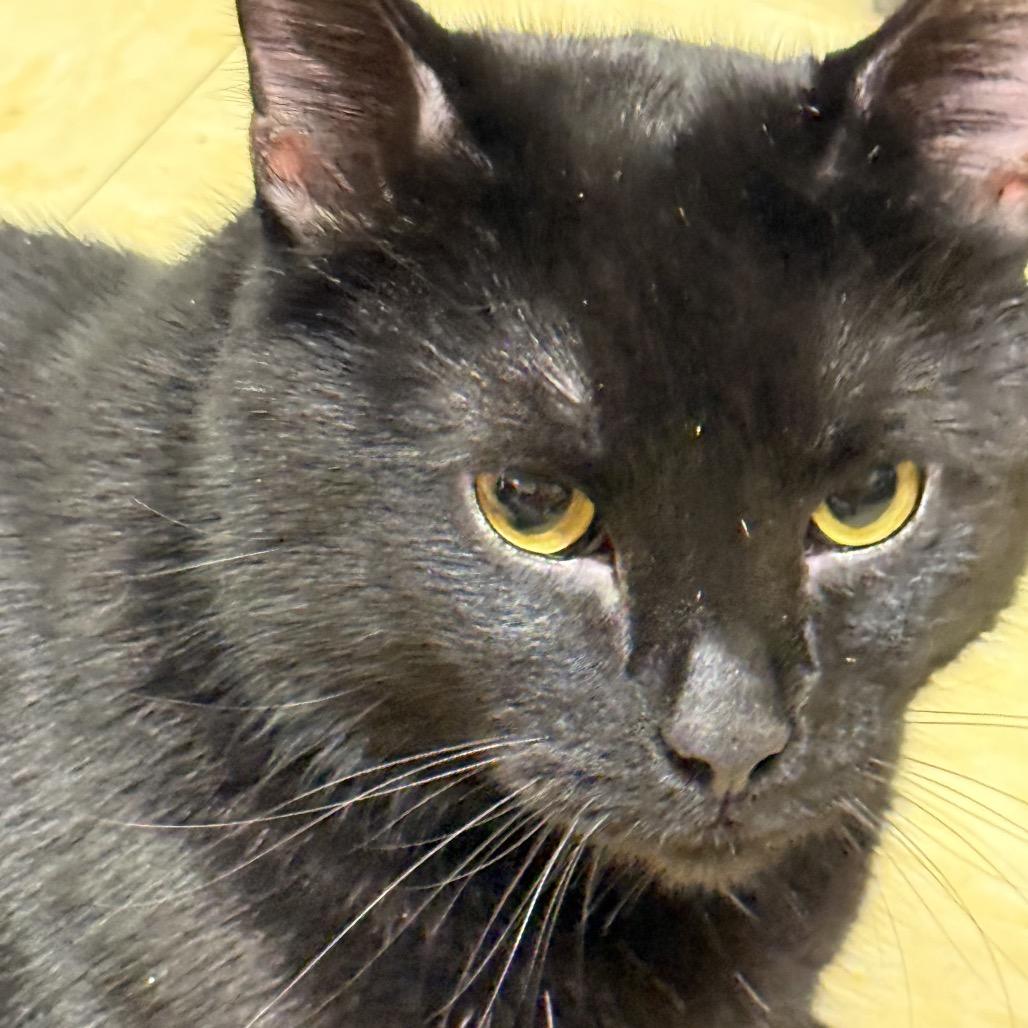 Enlarge Mr. Kitty, a Adoptable Domestic Short Hair in Union, MO image 3/4