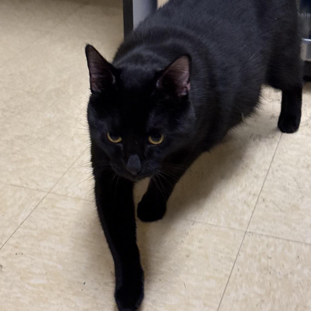 Enlarge Mr. Kitty, a Adoptable Domestic Short Hair in Union, MO image 4/4