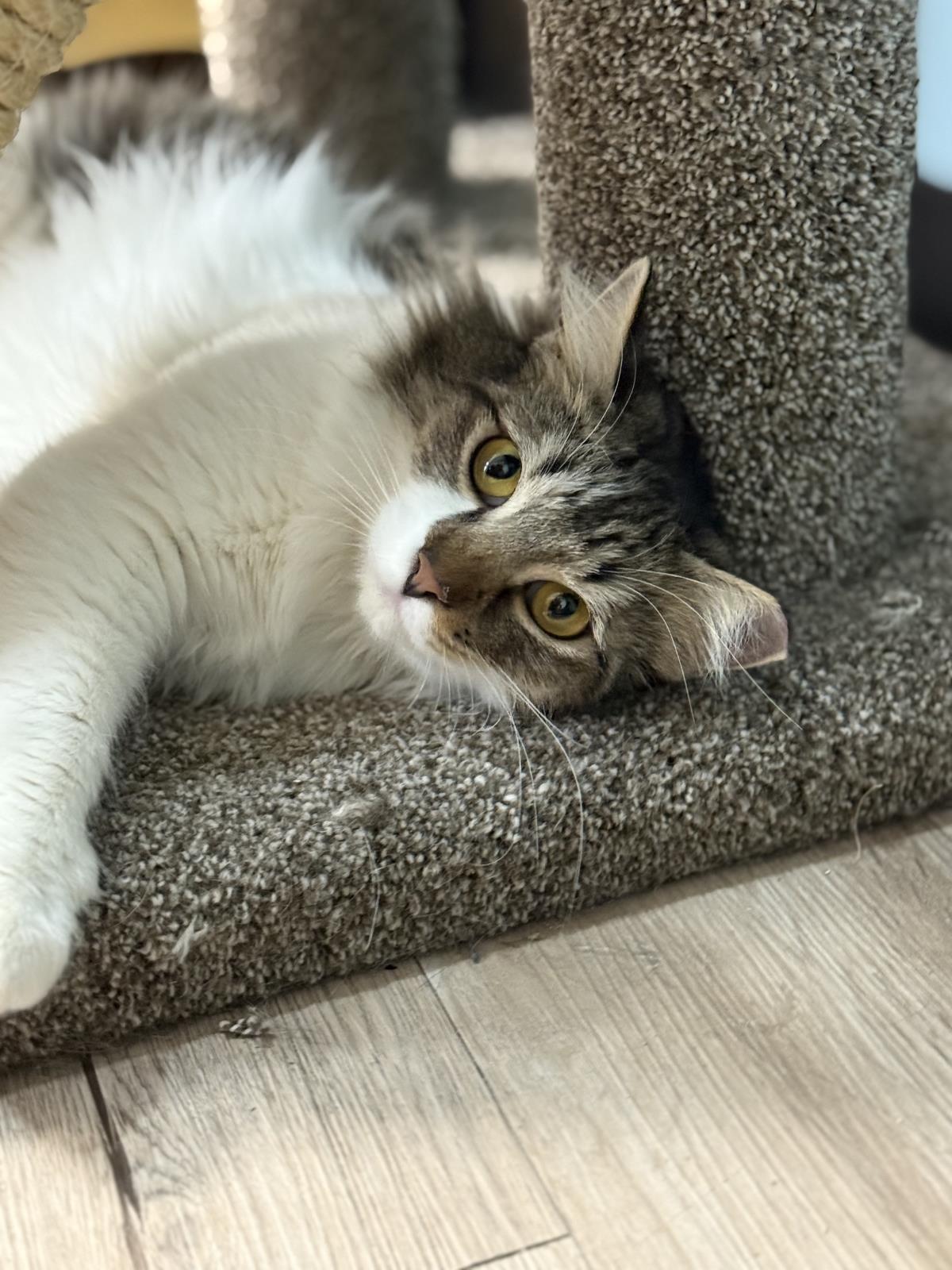 Tilly Mango thumbnail 2