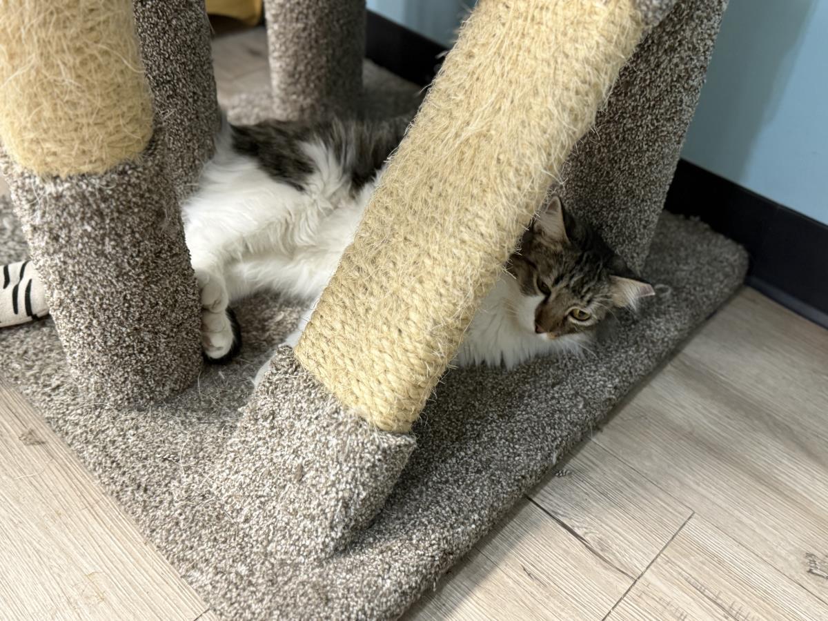 Tilly Mango thumbnail 3