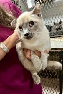 Enlarge Astrid, a Adoptable Domestic Medium Hair in Noble, OK image 4/4