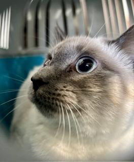 Enlarge Astrid, a Adoptable Domestic Medium Hair in Noble, OK image 2/4