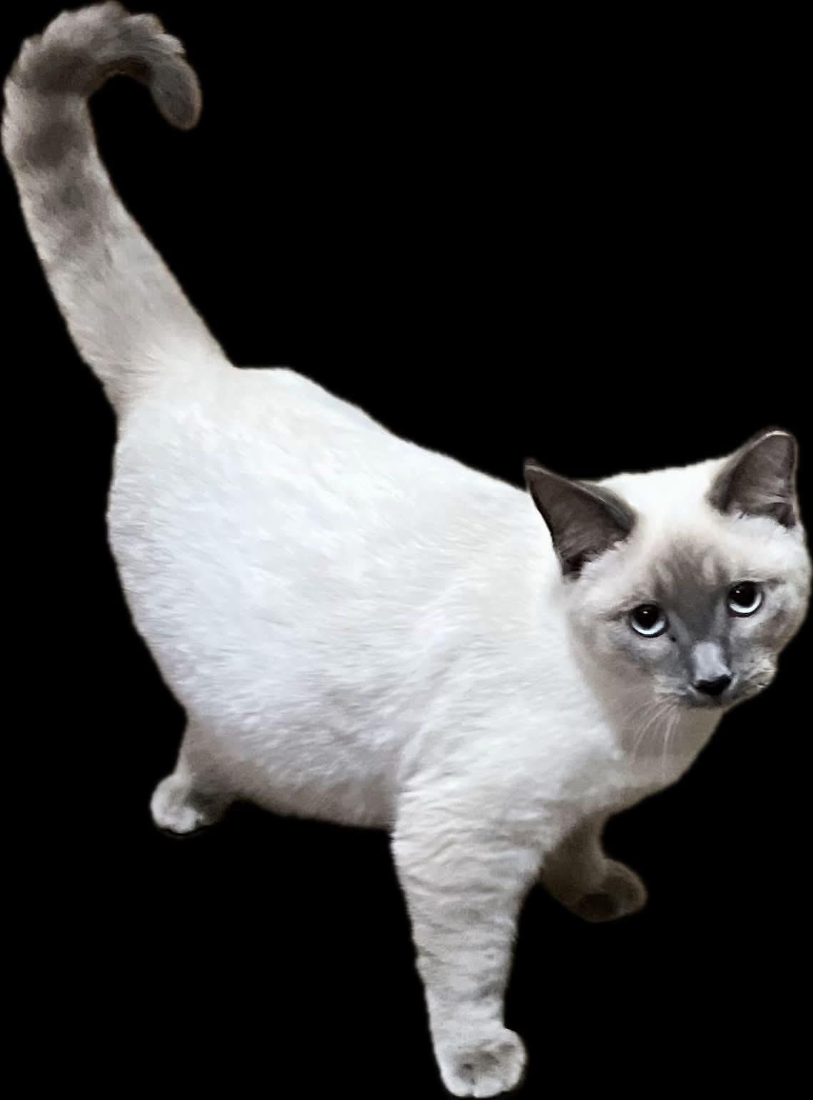 Enlarge Astrid, a Adoptable Domestic Medium Hair in Noble, OK image 1/4
