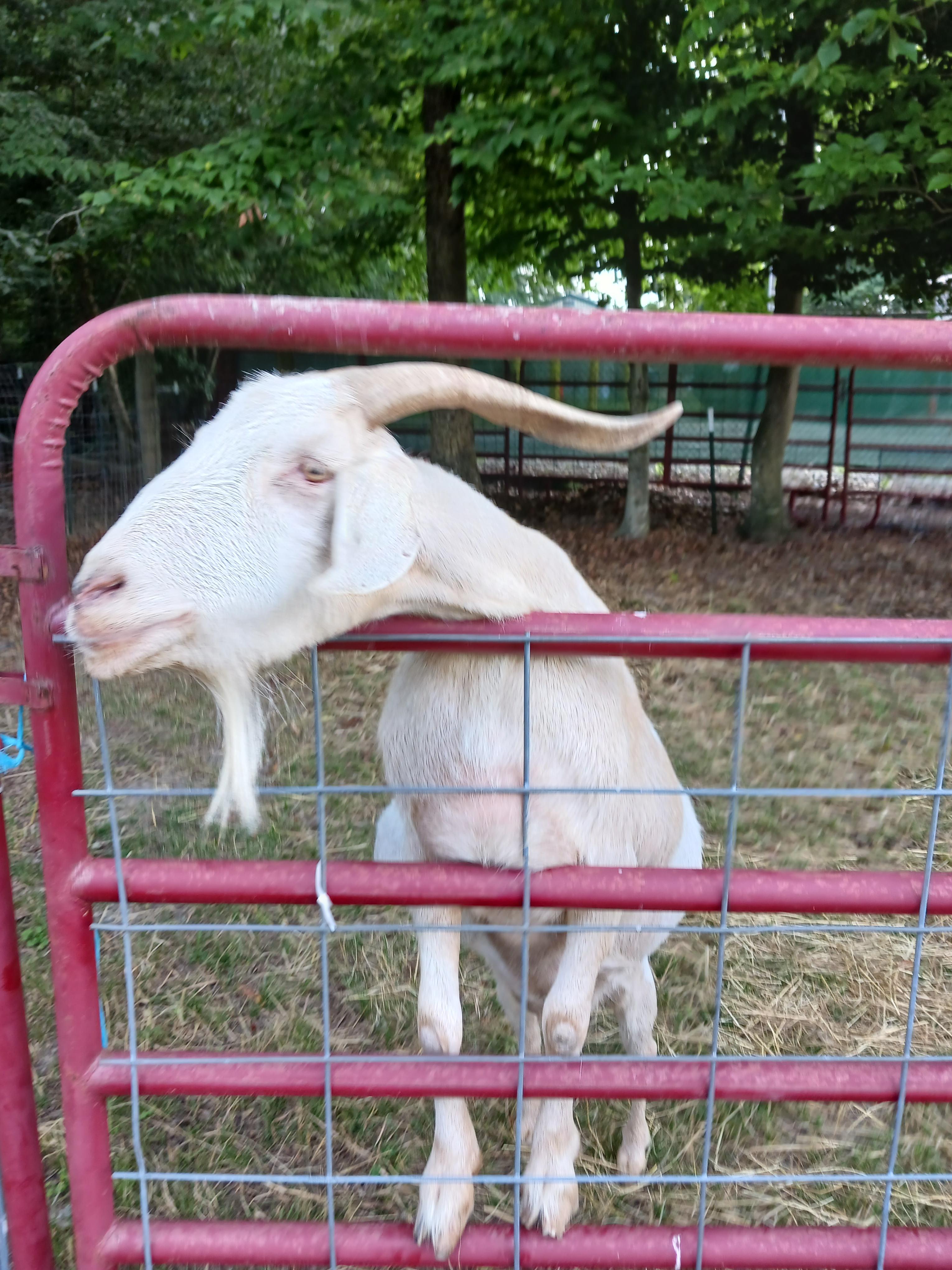 2 Male goats photo 2