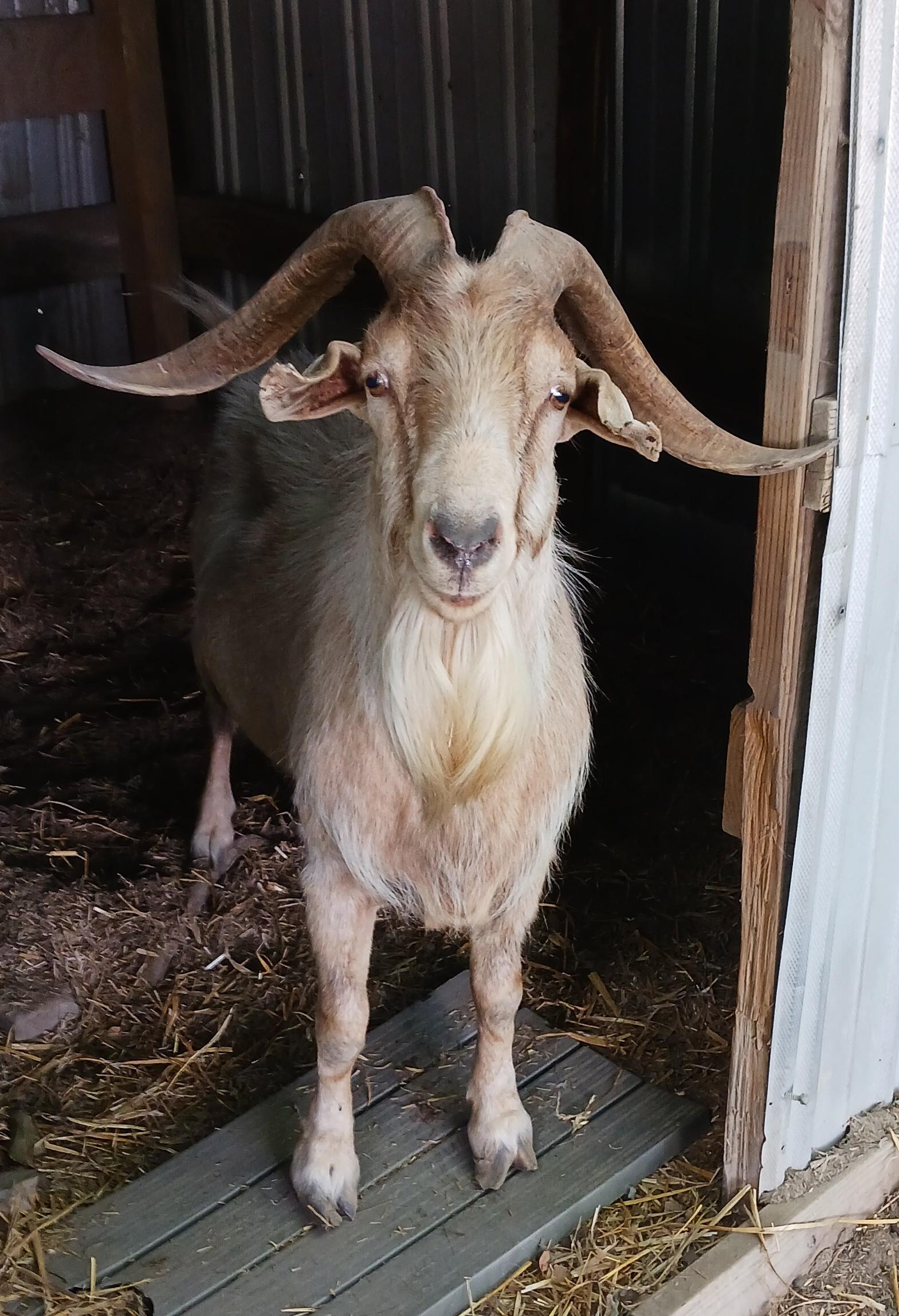 2 Male goats, Senior Male Goat