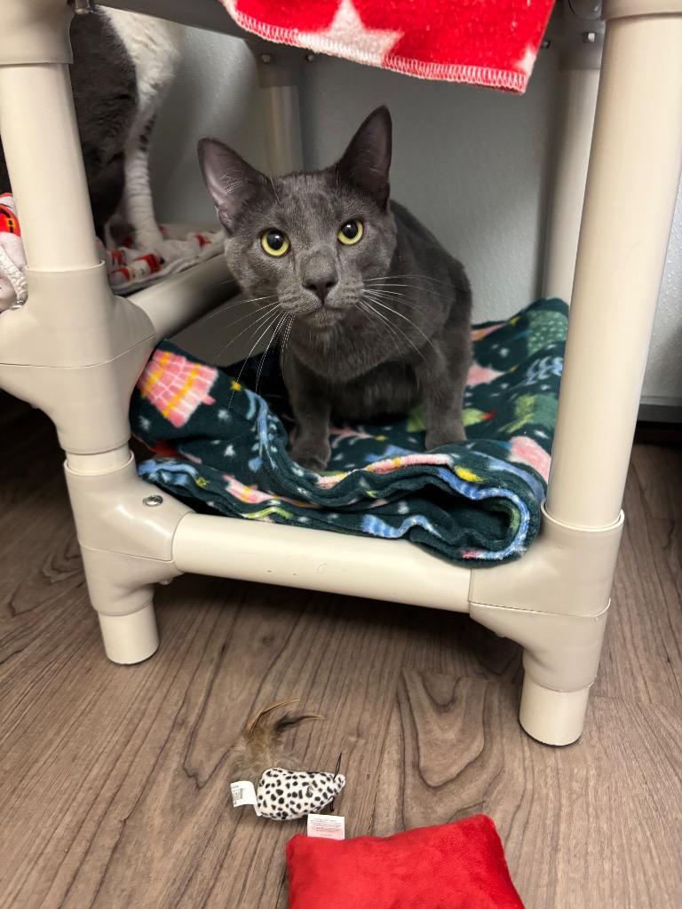 Enlarge Cobalt, a Adoptable mixed breed in Gillette, WY image 1/1