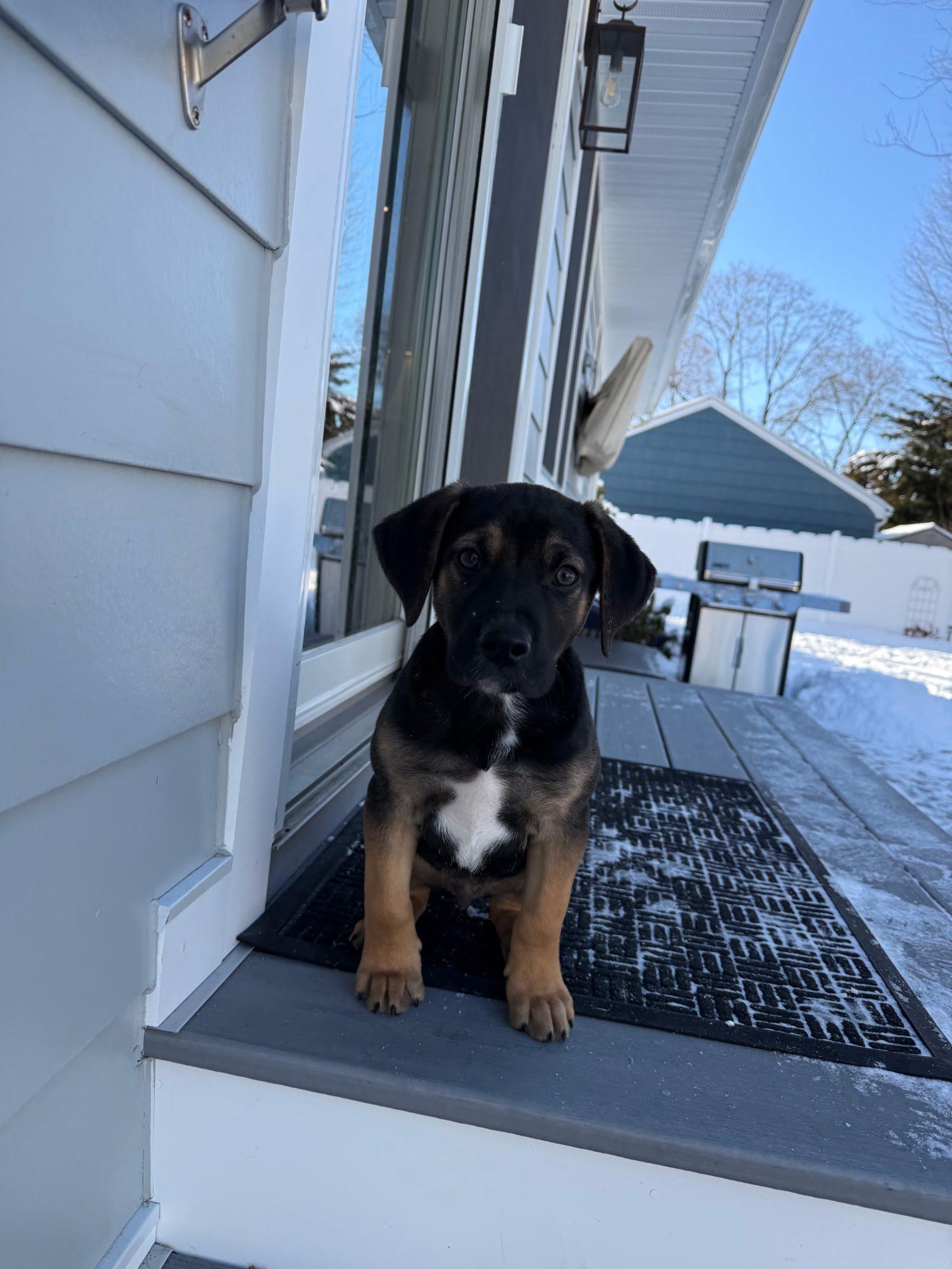 Enlarge Biggie, an adopted mixed breed in Riverdale, NJ image 1/5