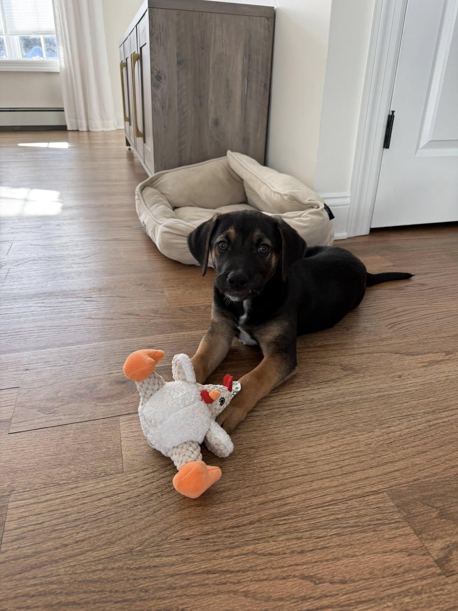 Enlarge Biggie, an adopted mixed breed in Riverdale, NJ image 3/5