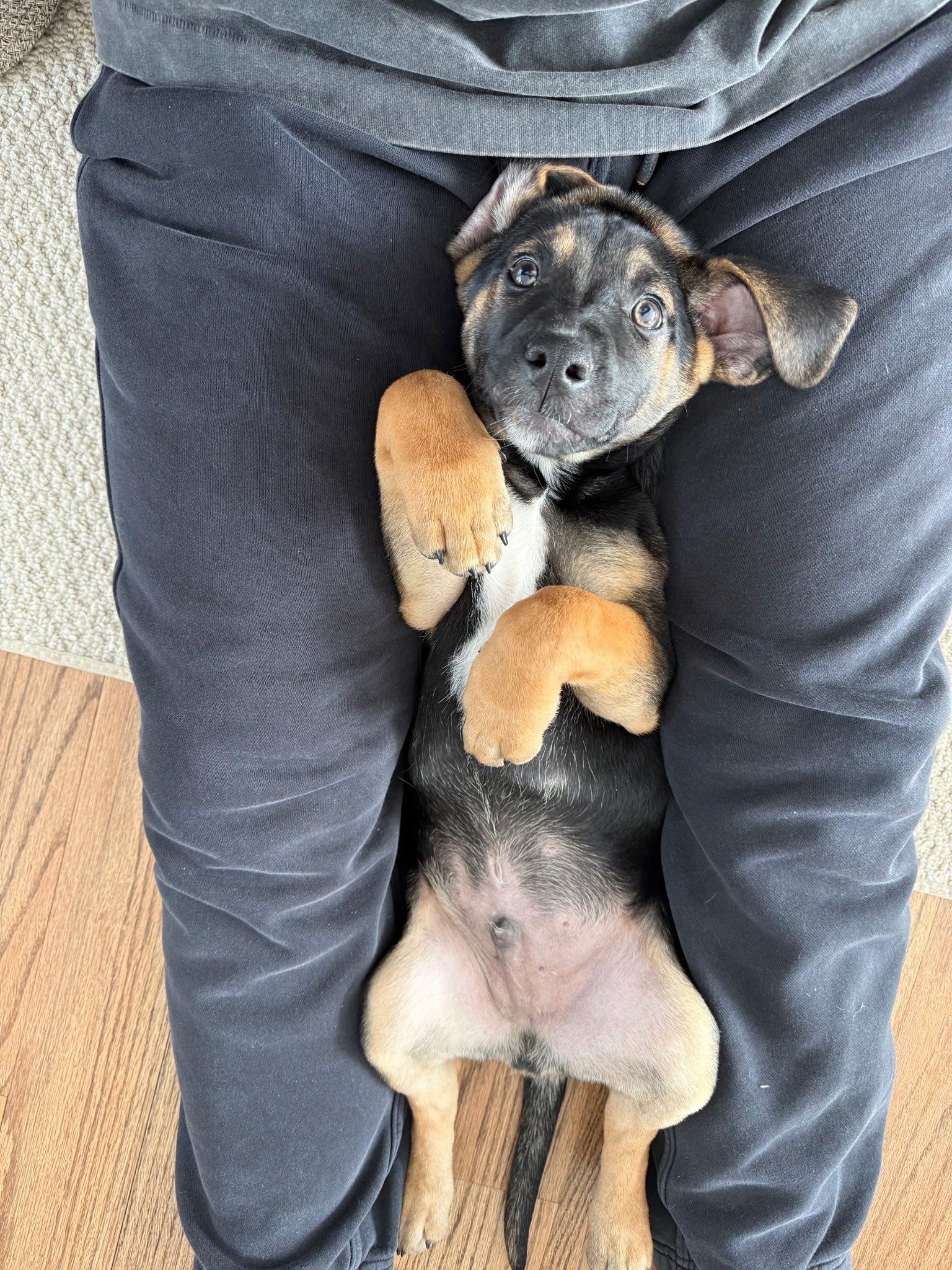 Enlarge Biggie, an adopted mixed breed in Riverdale, NJ image 2/5