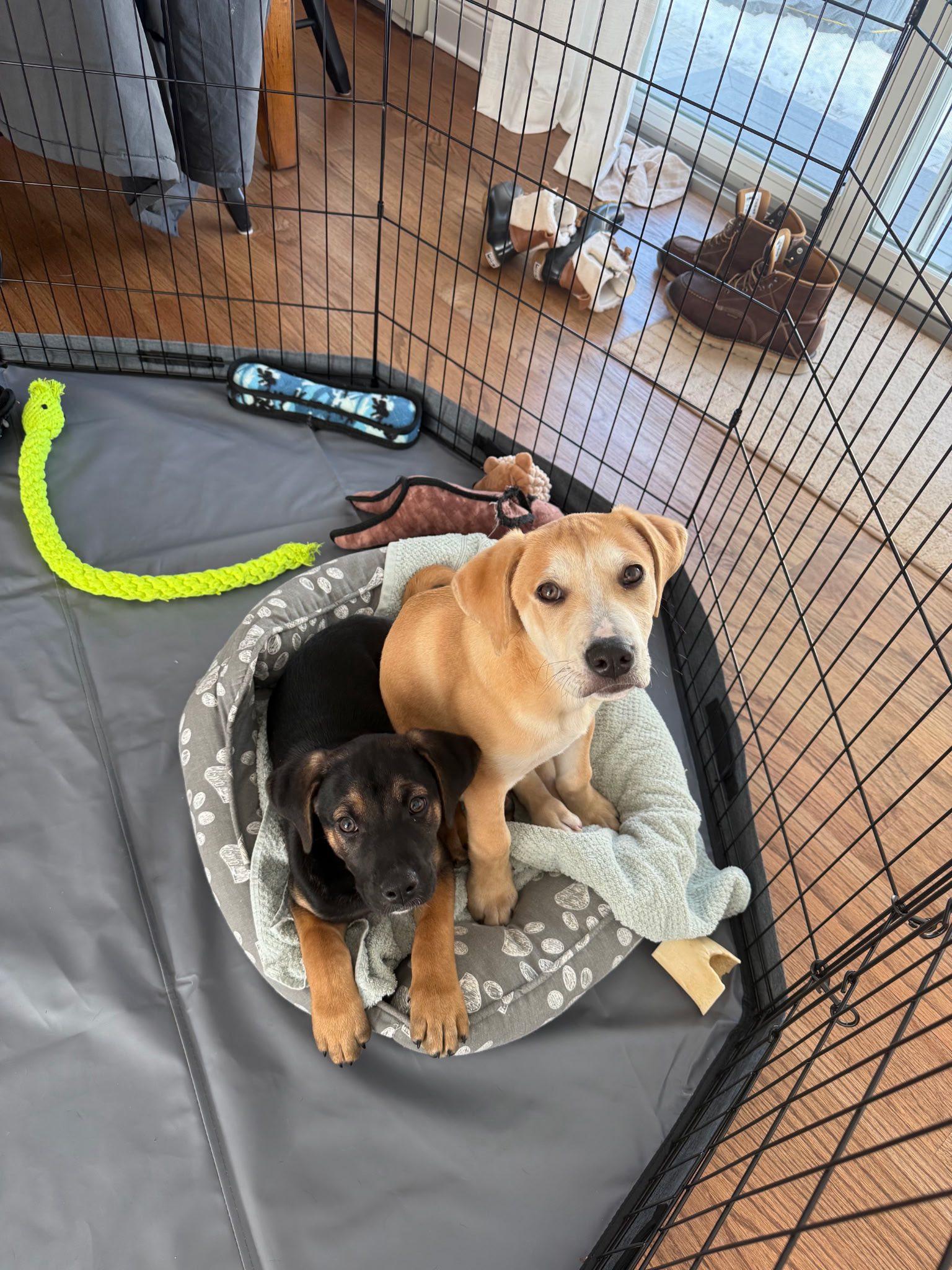 Enlarge Biggie, an adopted mixed breed in Riverdale, NJ image 5/5