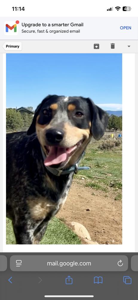 Enlarge Mushu, a Adoptable mixed breed in Lafayette, CO image 1/1