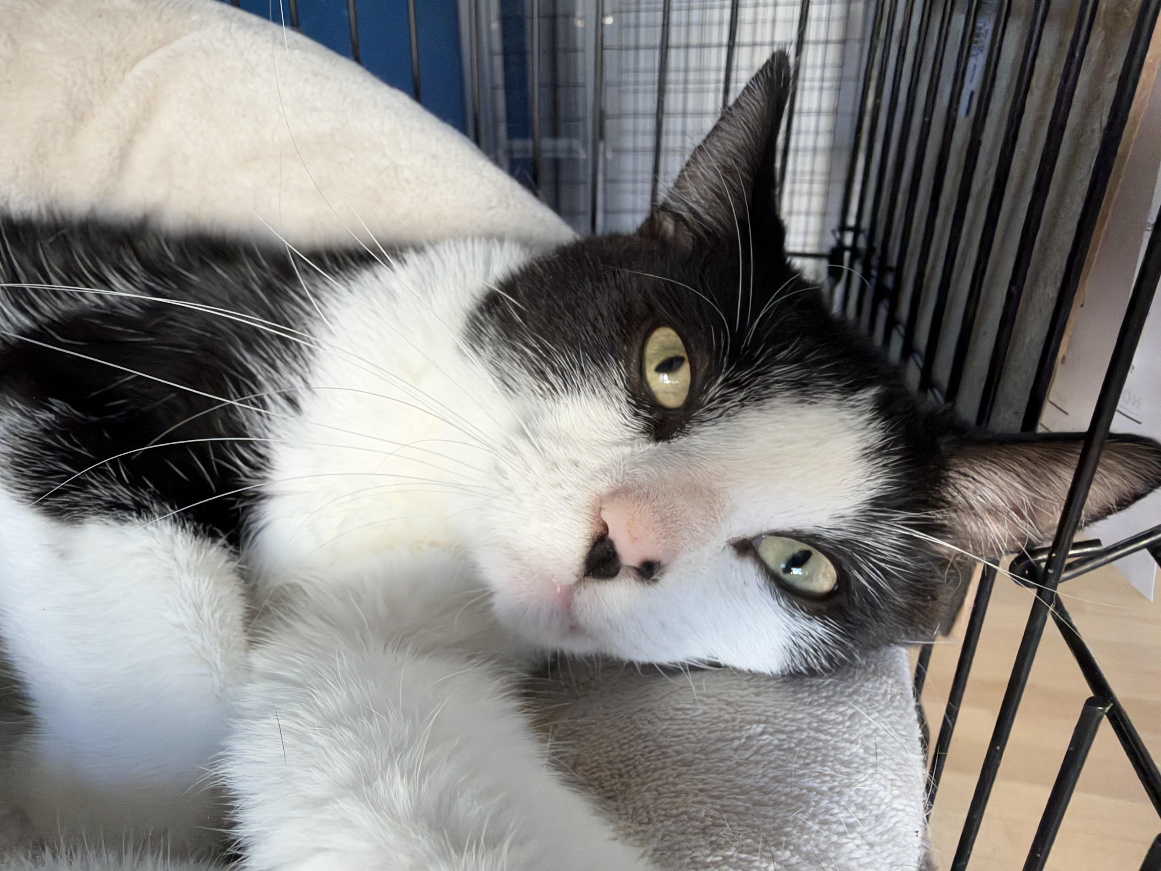 Dustin, Adopted, Young Female American Shorthair.