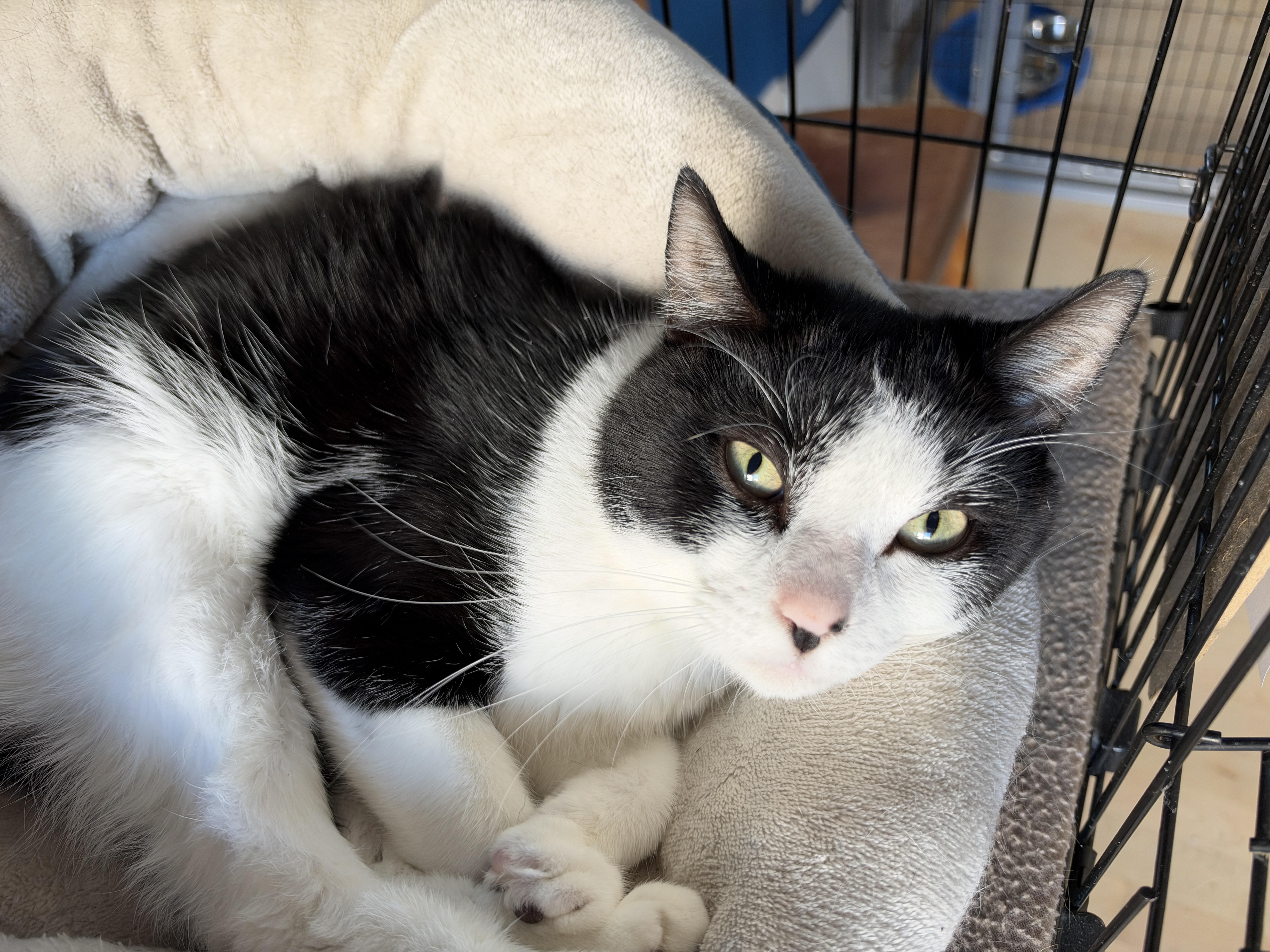 Enlarge Dustin, a Adopted American Shorthair in Hull, MA image 2/4