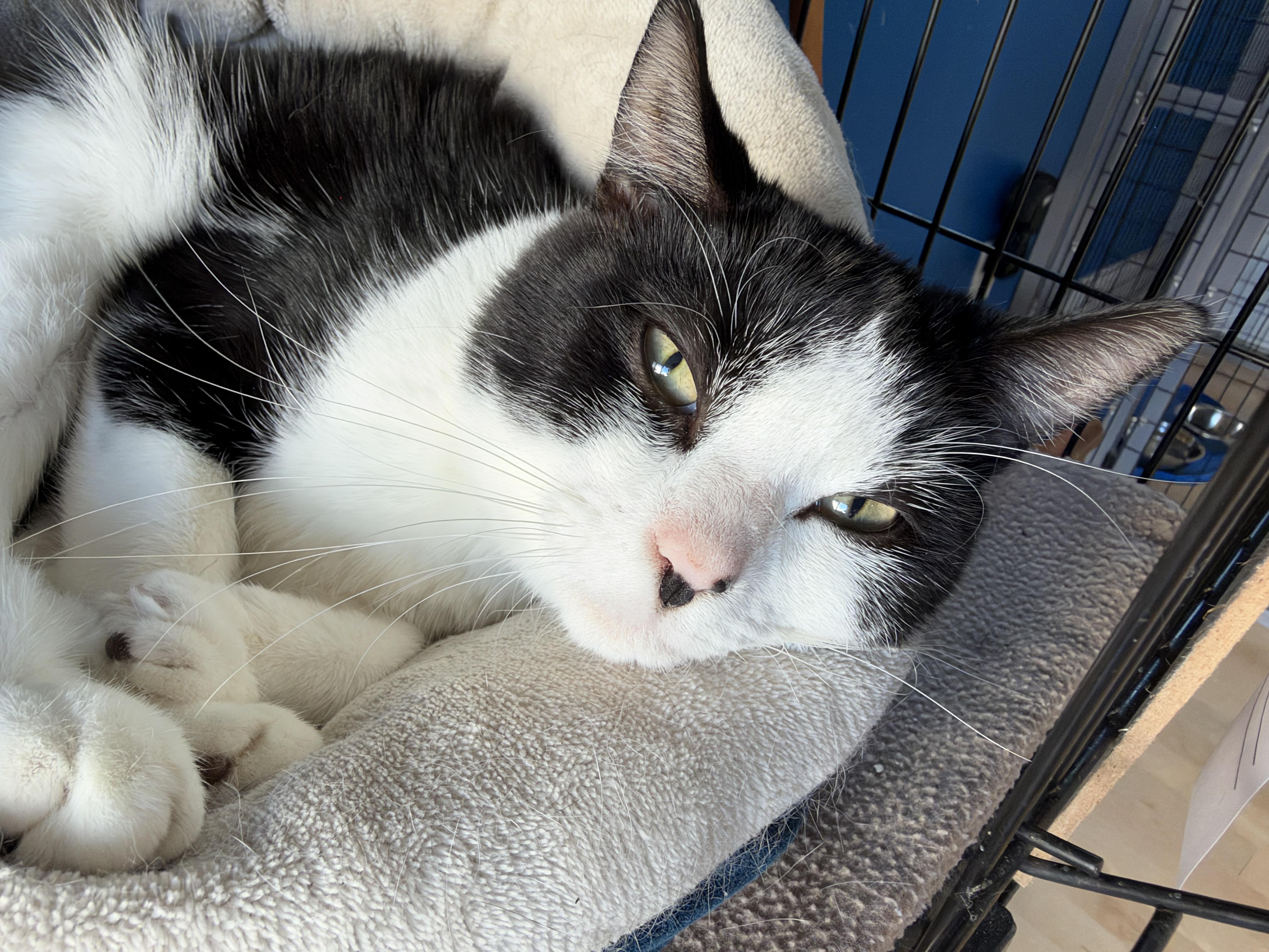 Enlarge Dustin, a Adopted American Shorthair in Hull, MA image 4/4