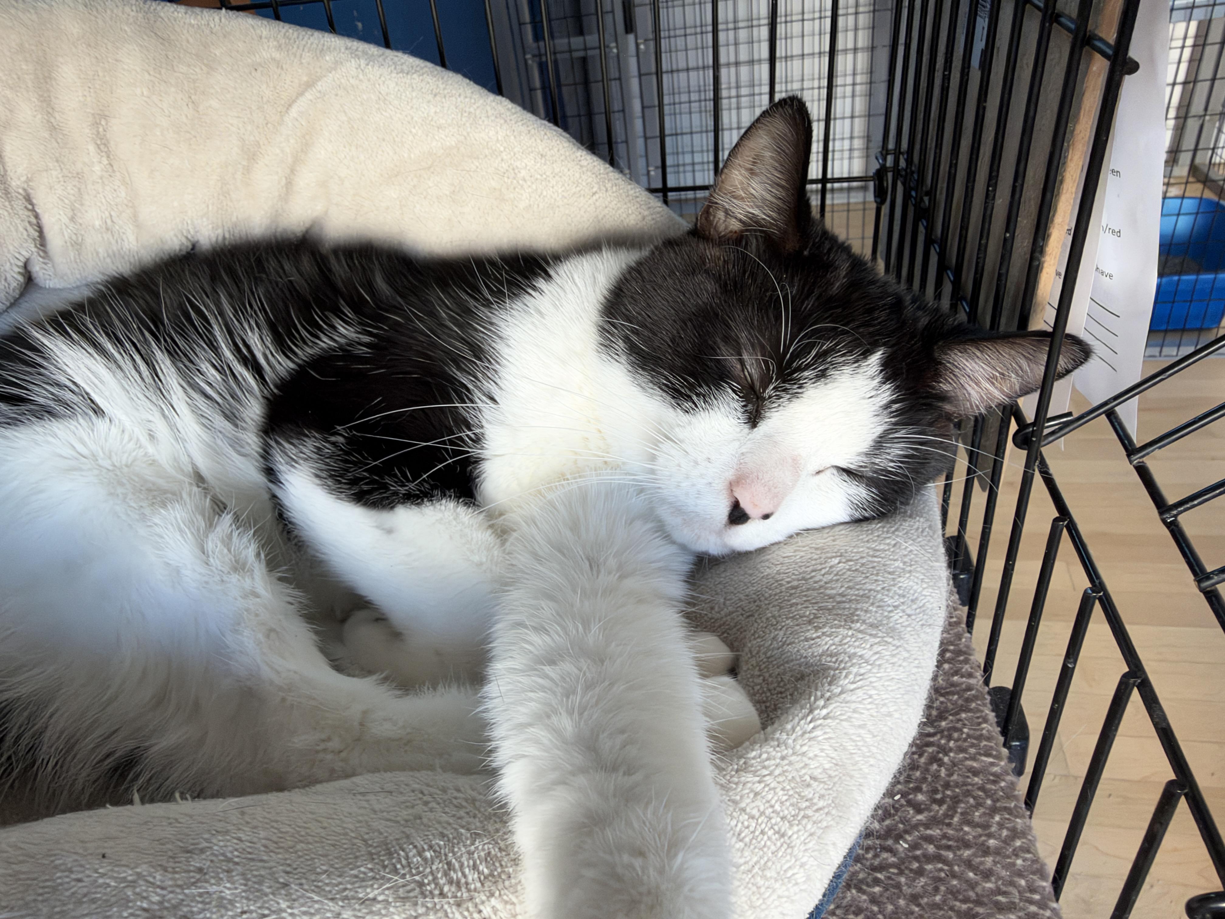 Enlarge Dustin, a Adopted American Shorthair in Hull, MA image 3/4
