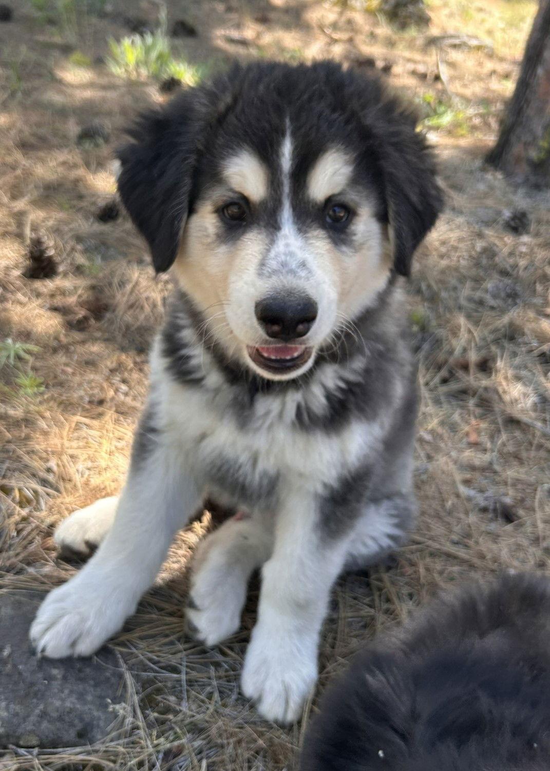 BADGER, Adopted, Puppy Male Alaskan Malamute.