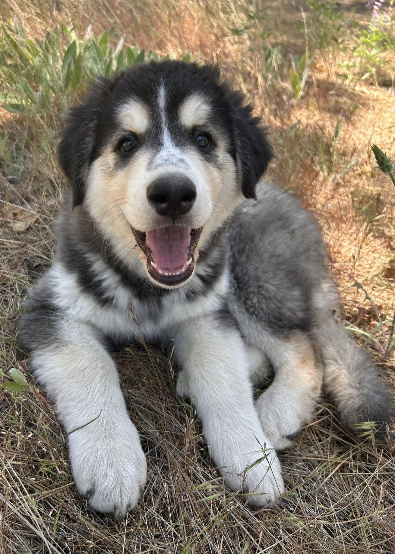Enlarge BADGER, a Adopted Alaskan Malamute in Seattle, WA image 2/3