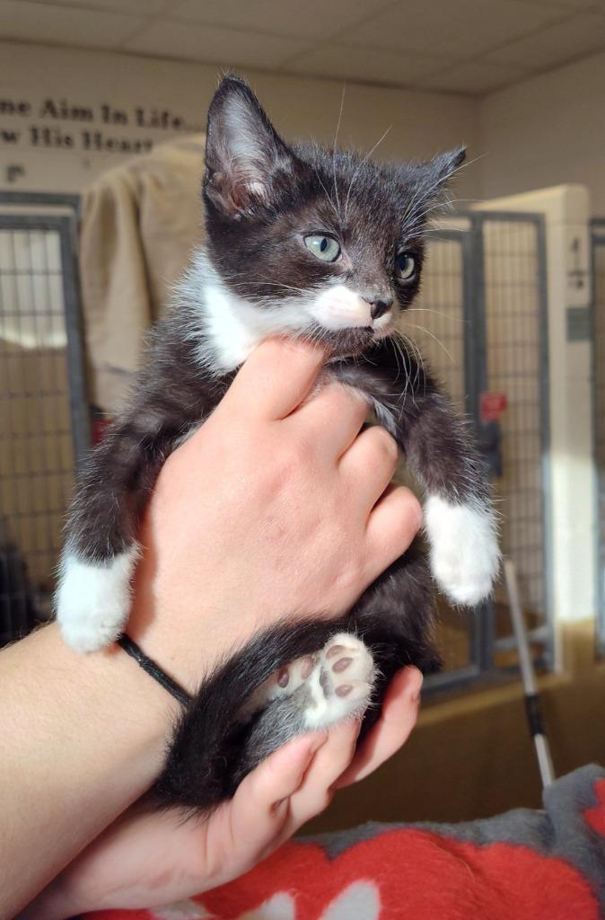 Calvin Klein, Adoptable, Kitten Male Domestic Short Hair.