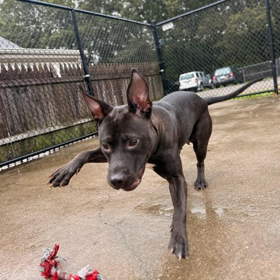 Jellybean, a Adoptable Mixed Breed in Brookhaven, NY image 2/2