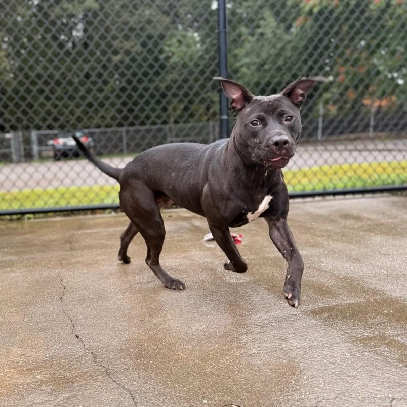 Jellybean, a Adoptable Mixed Breed in Brookhaven, NY image 1/2