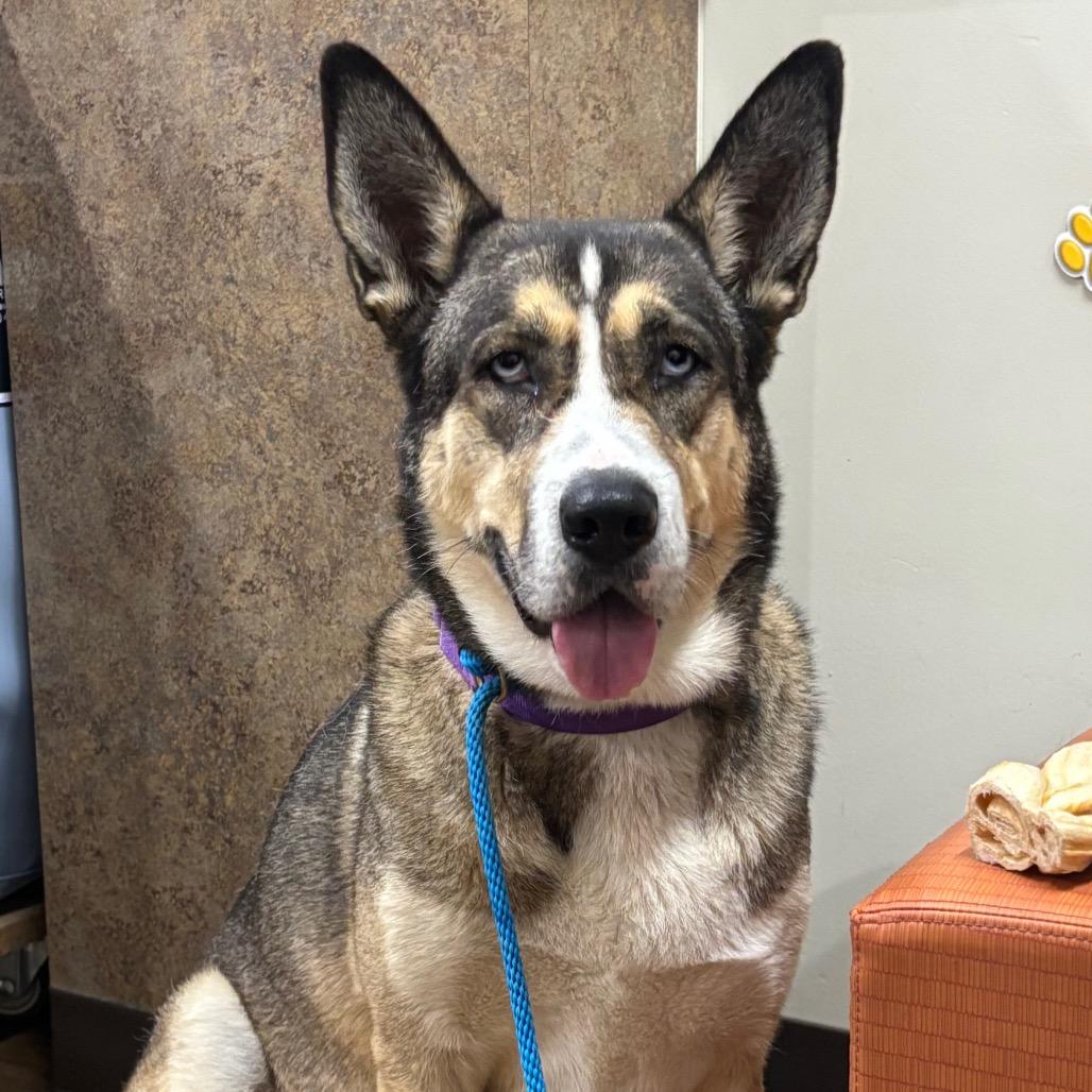 Esko, Adoptable, Adult Female Akita & Mixed Breed.