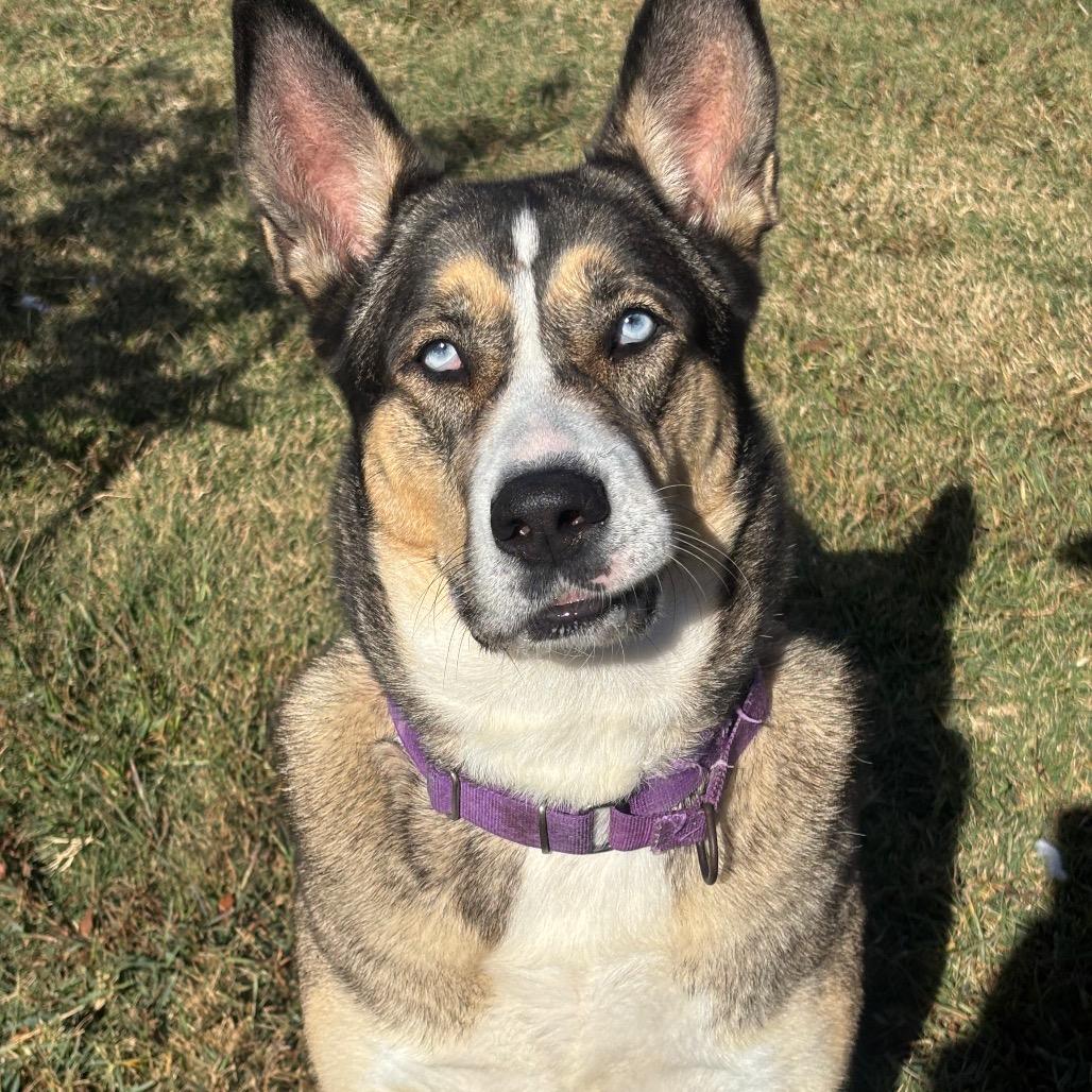 Enlarge Esko, a Adoptable mixed breed in League City, TX image 4/6
