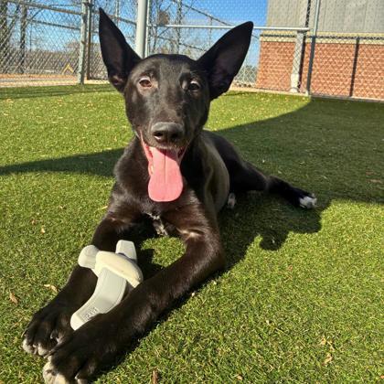 Kris Kringle, Adoptable, Adult Male Belgian Shepherd / Malinois & Mixed Breed.
