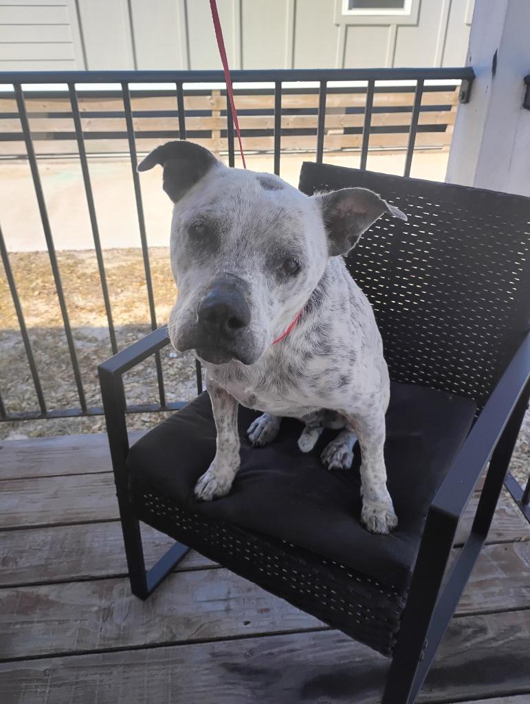 Enlarge Spot, a Adoptable mixed breed in Rockport, TX image 1/1