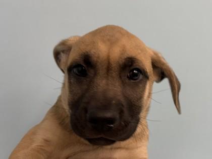 Enlarge Velvet, a Adoptable mixed breed in Golden Valley, MN image 1/1