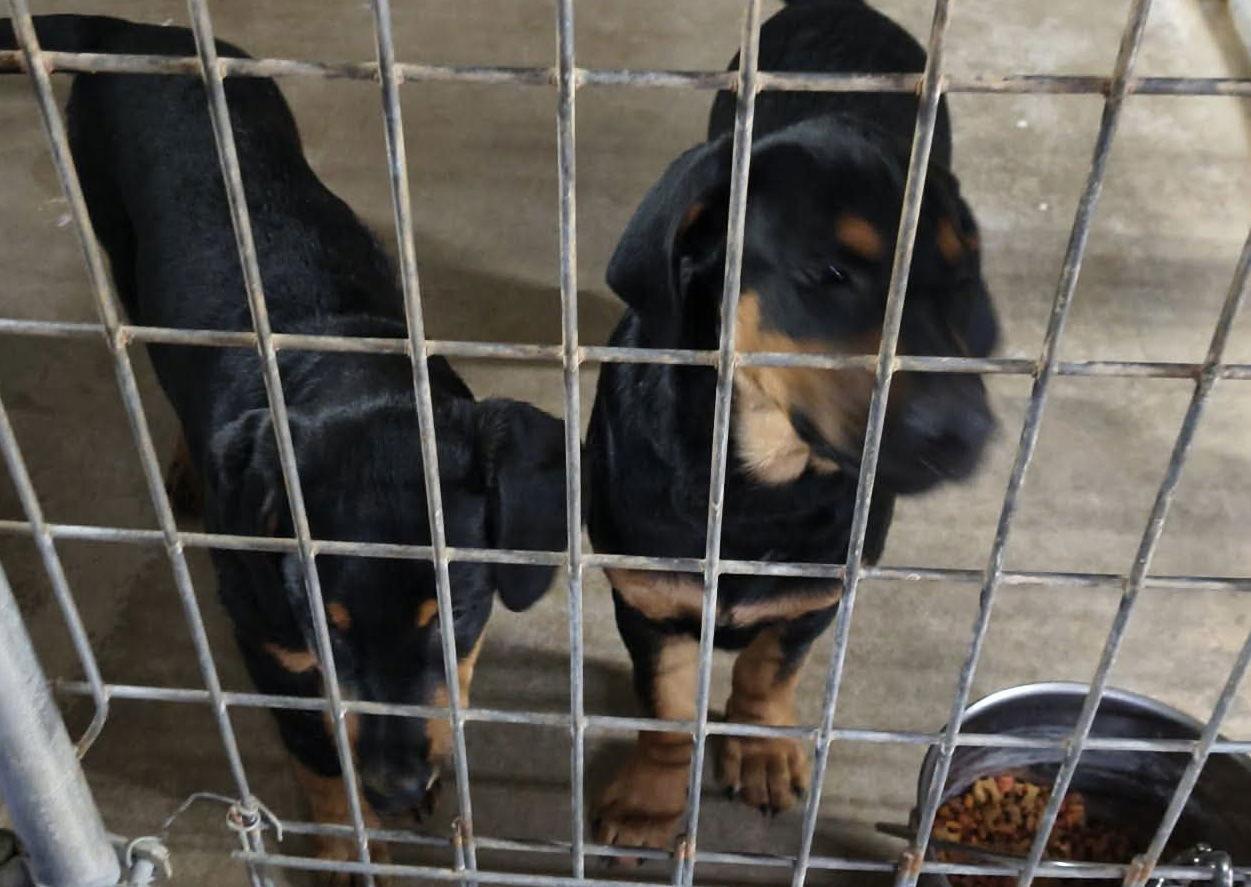 Petunia, Adoptable, Young Female Coonhound & Doberman Pinscher.