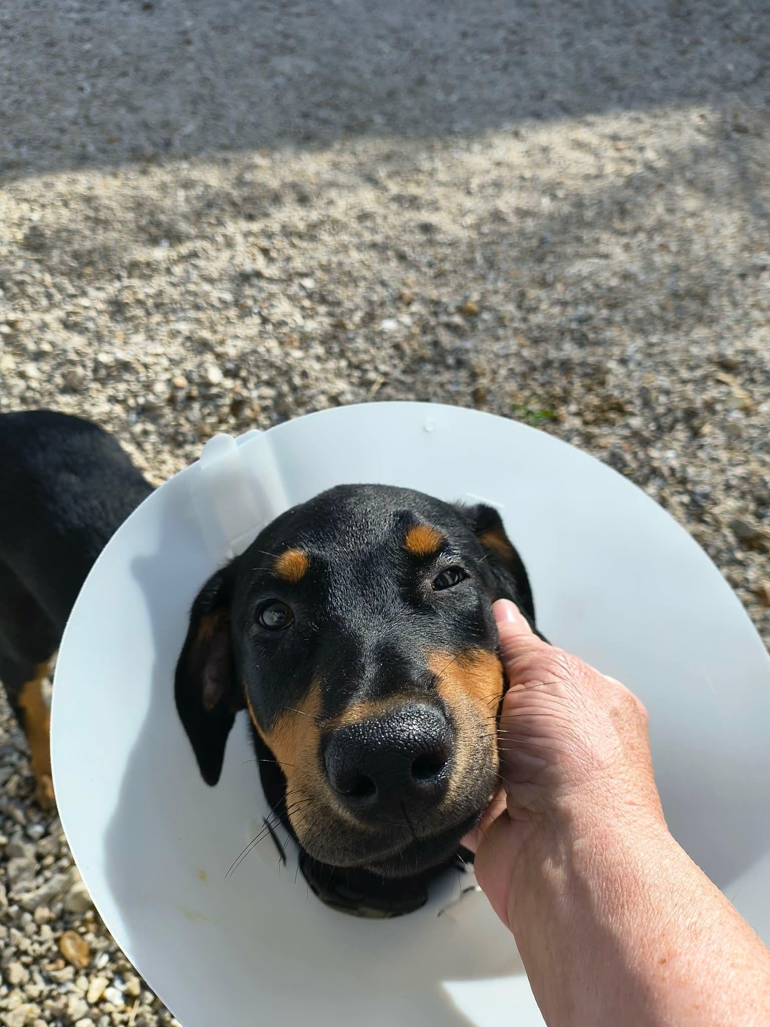Enlarge Petunia, a Adoptable mixed breed in Stover, MO image 2/2