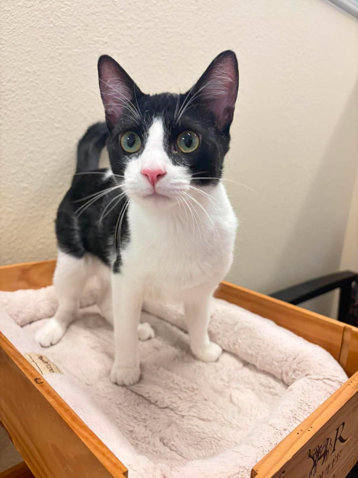 Enlarge Sam, a Adoptable Domestic Short Hair in Rockwall, TX image 1/3
