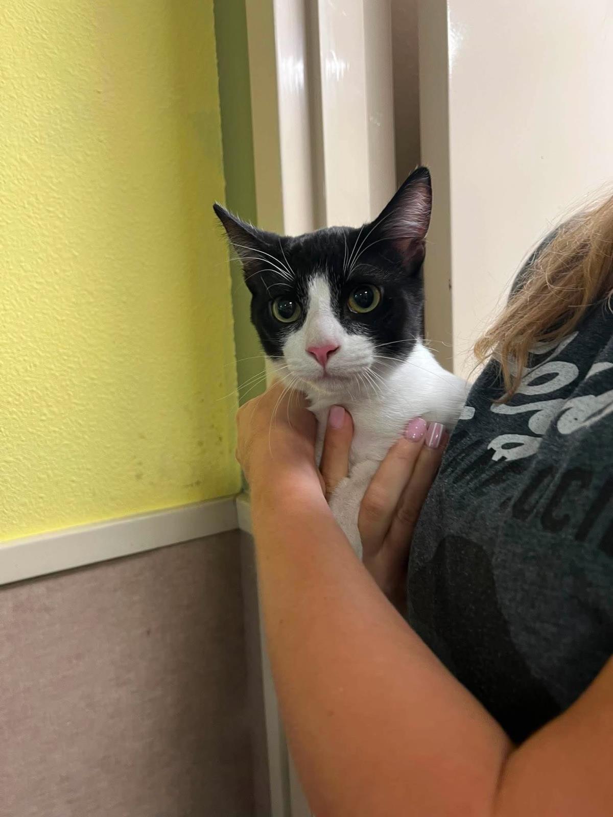 Enlarge Sam, a Adoptable Domestic Short Hair in Rockwall, TX image 2/3