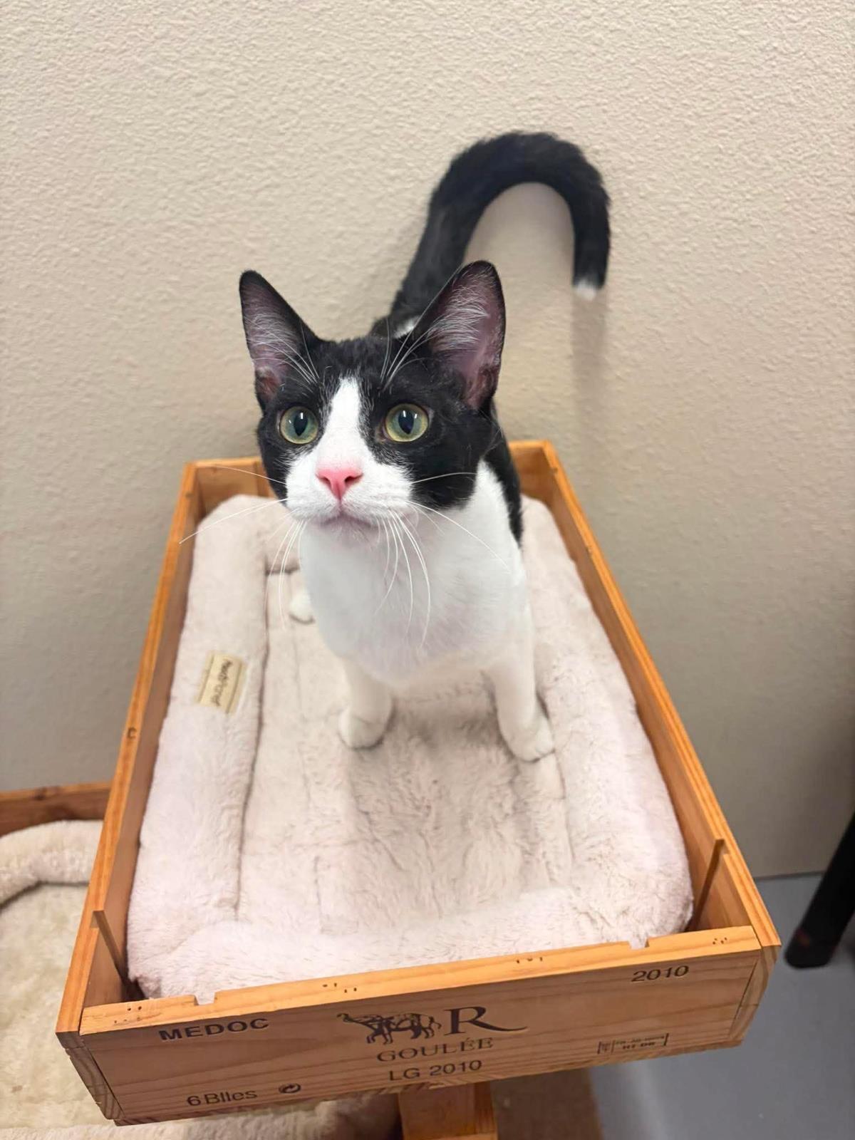Enlarge Sam, a Adoptable Domestic Short Hair in Rockwall, TX image 3/3