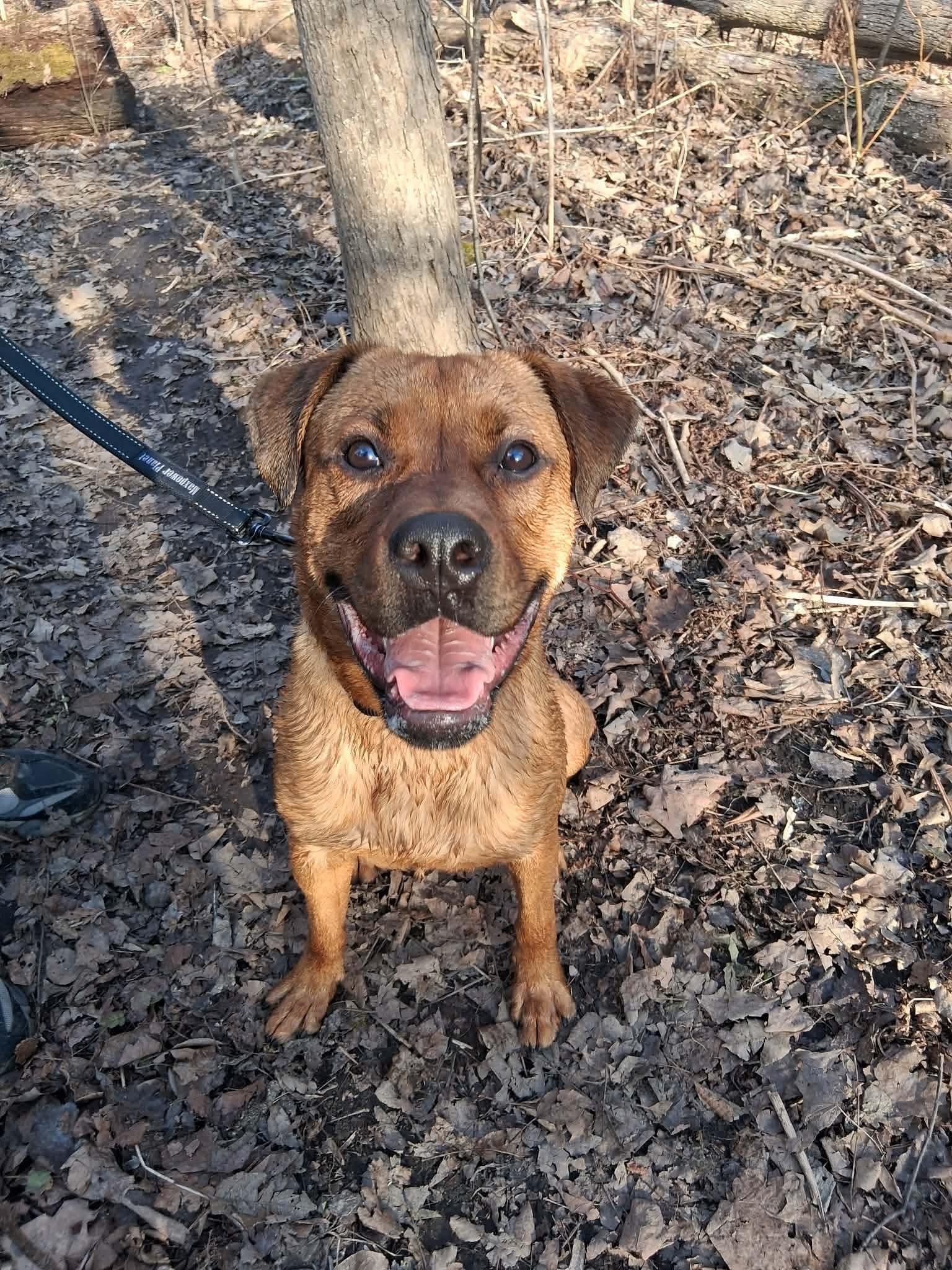 Enlarge Rusty, a ADOPTABLE mixed breed in Toronto, ON image 4/5