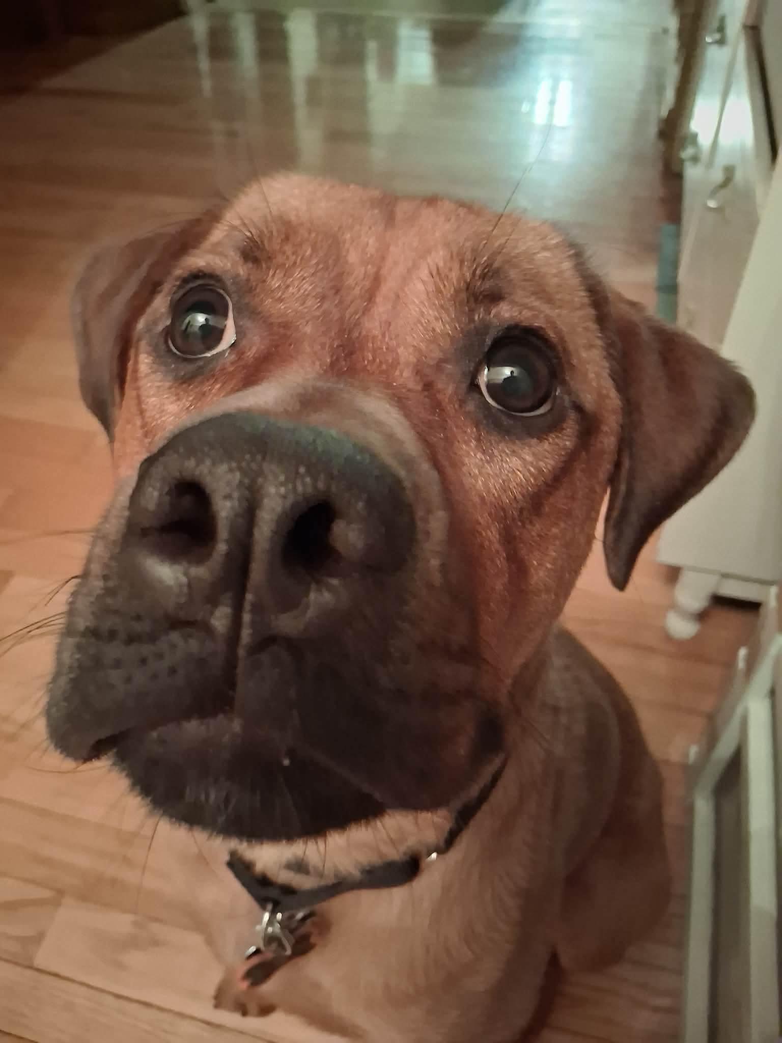 Enlarge Rusty, a ADOPTABLE mixed breed in Toronto, ON image 5/5
