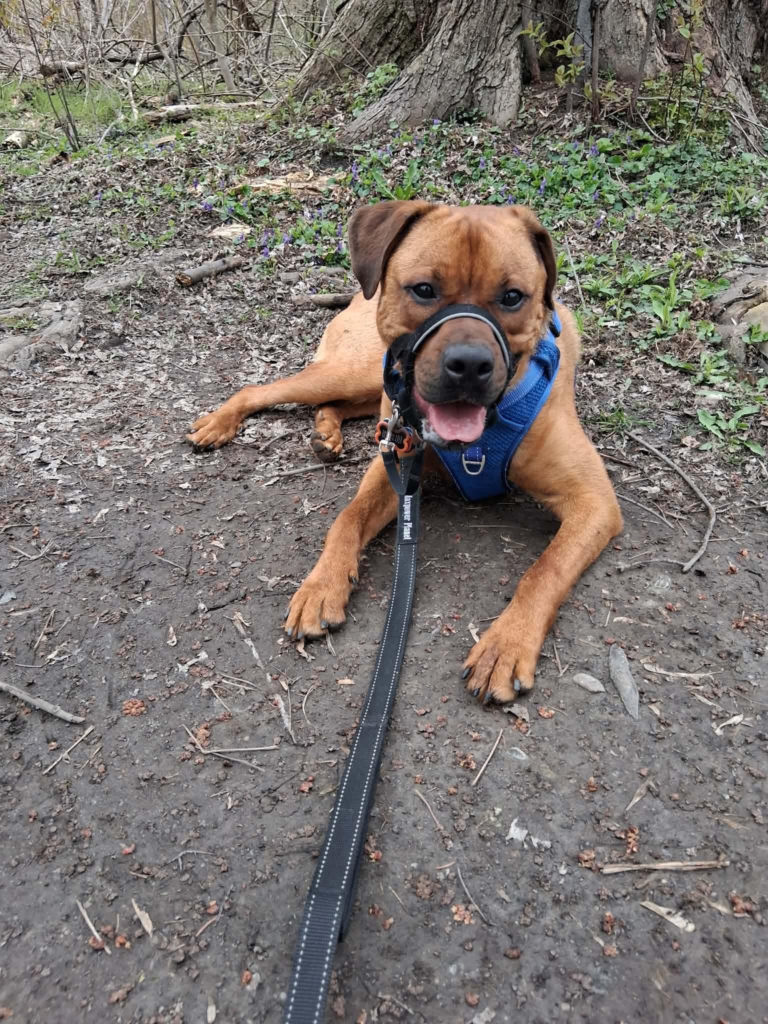 Enlarge Rusty, a ADOPTABLE mixed breed in Toronto, ON image 2/5