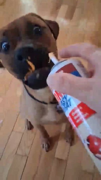 Enlarge Rusty, a ADOPTABLE mixed breed in Toronto, ON video 1/5