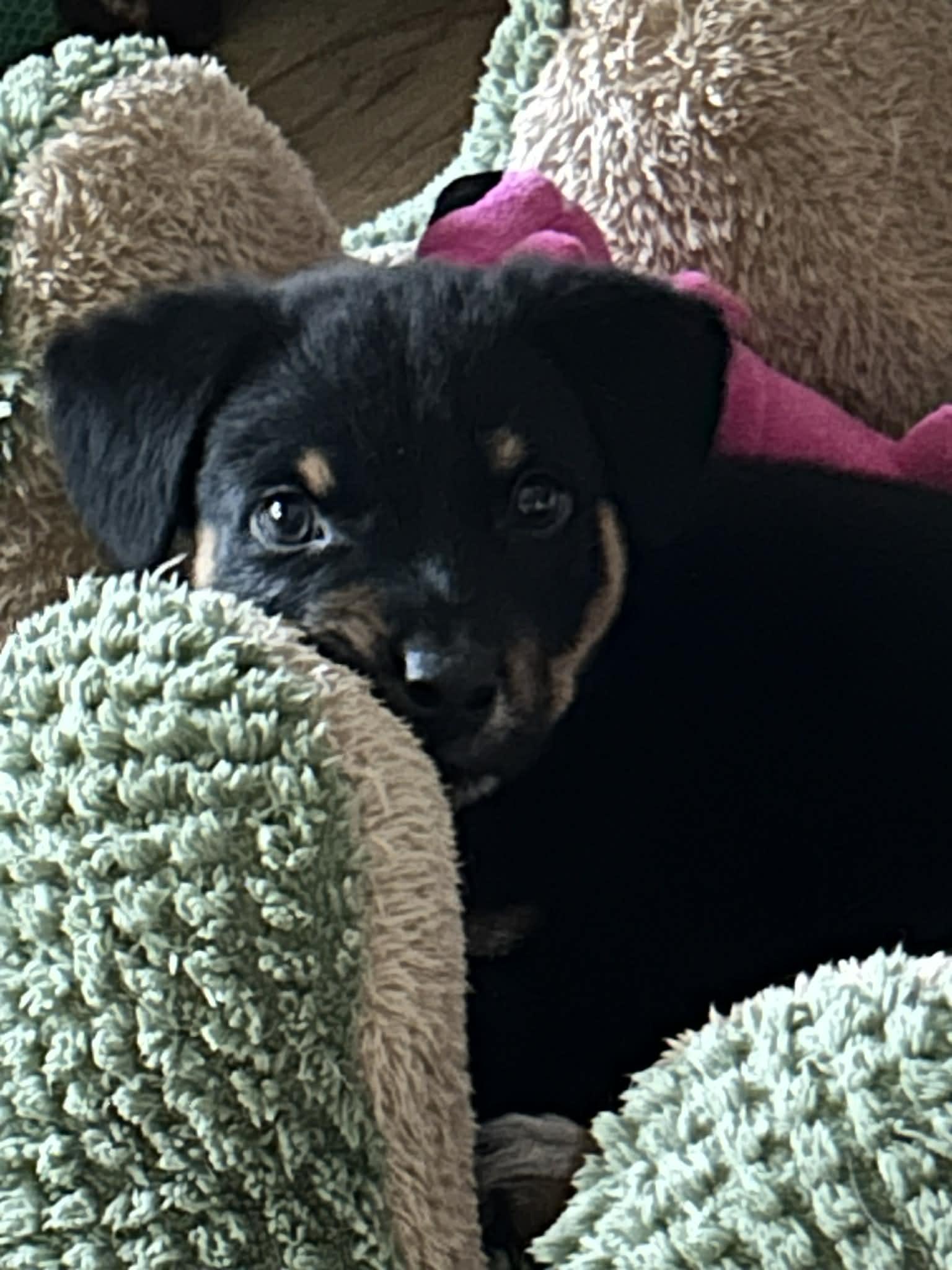 Enlarge Red, a Adoptable Black Labrador Retriever in Garner, NC image 1/3