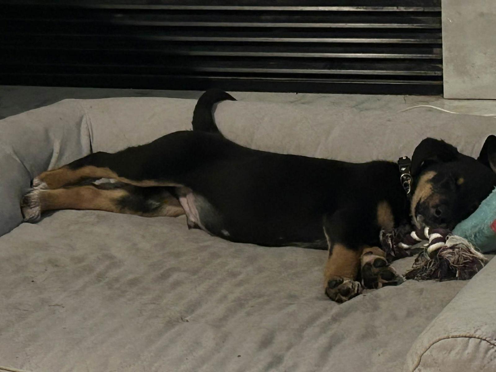 Enlarge Red, a Adoptable Black Labrador Retriever in Garner, NC image 3/3