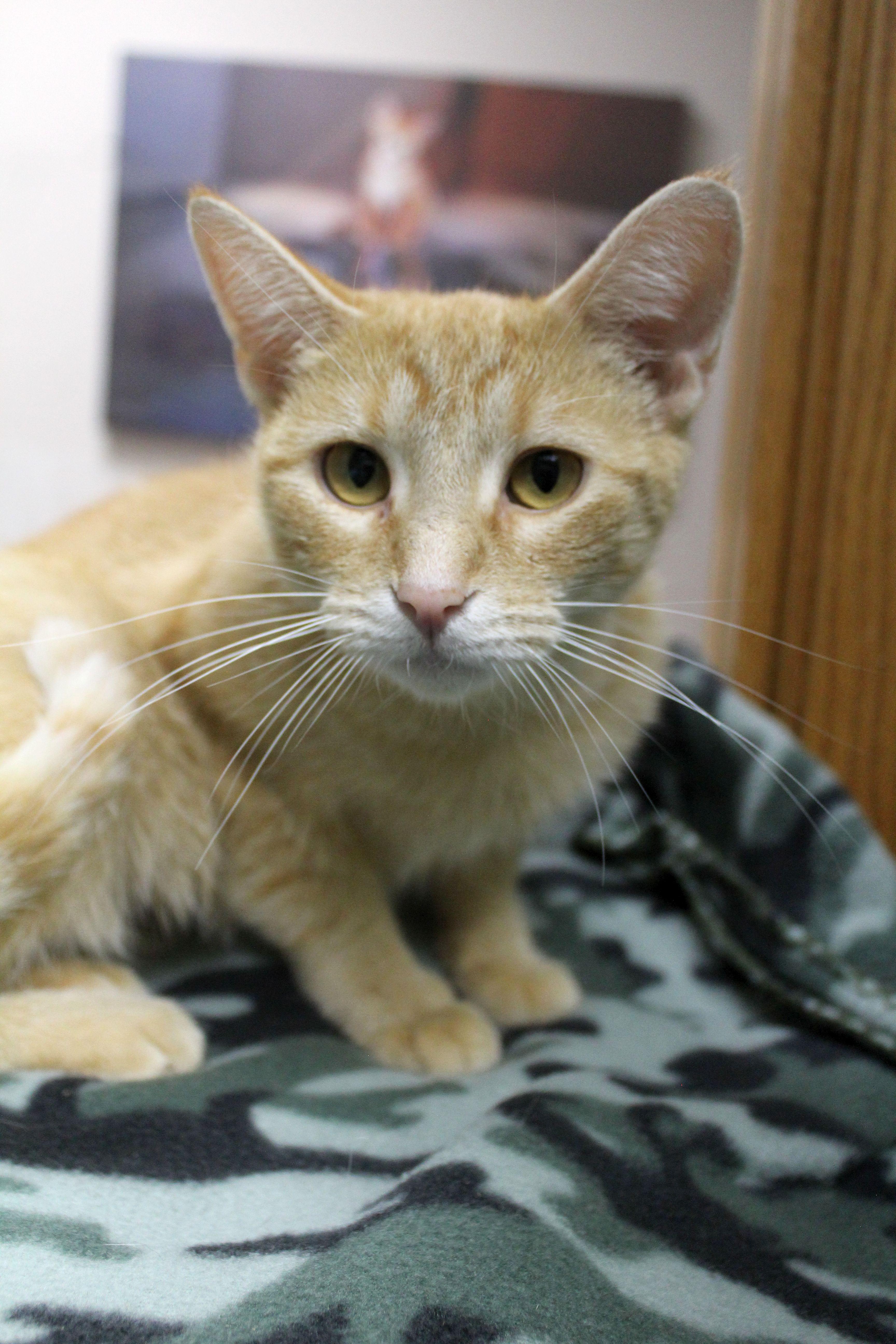 Peaches, a Adoptable Domestic Short Hair in Portage, WI image 2/2