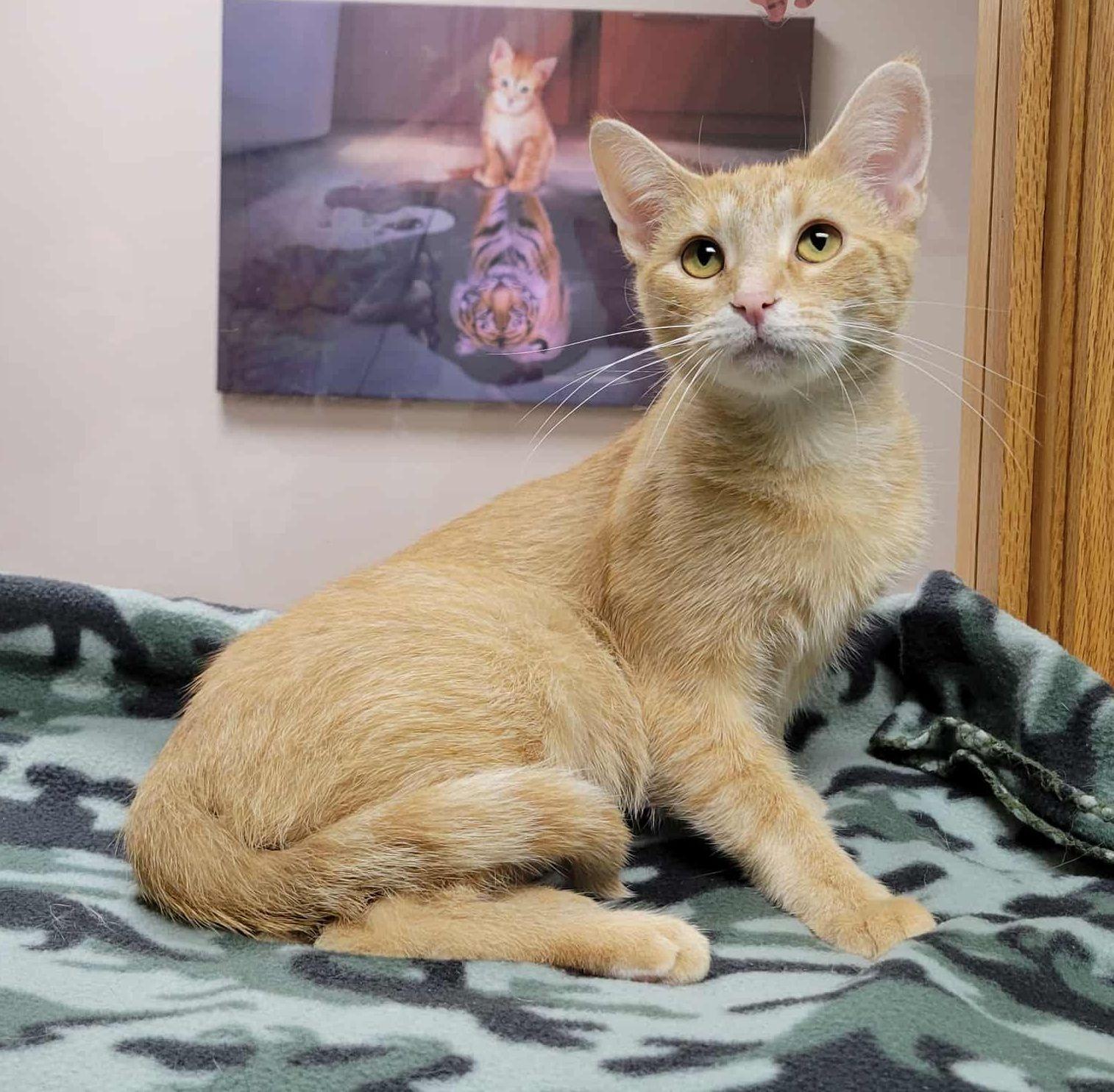 Peaches, Adoptable, Adult Female Domestic Short Hair.