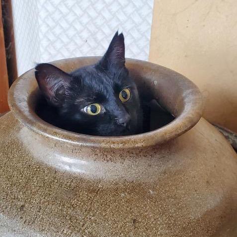 Enlarge Jumbo, a Adoptable Domestic Short Hair in Morgan Hill, CA image 2/3