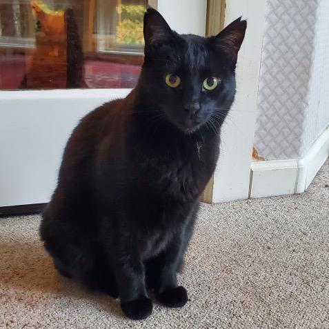 Enlarge Jumbo, a Adoptable Domestic Short Hair in Morgan Hill, CA image 3/3