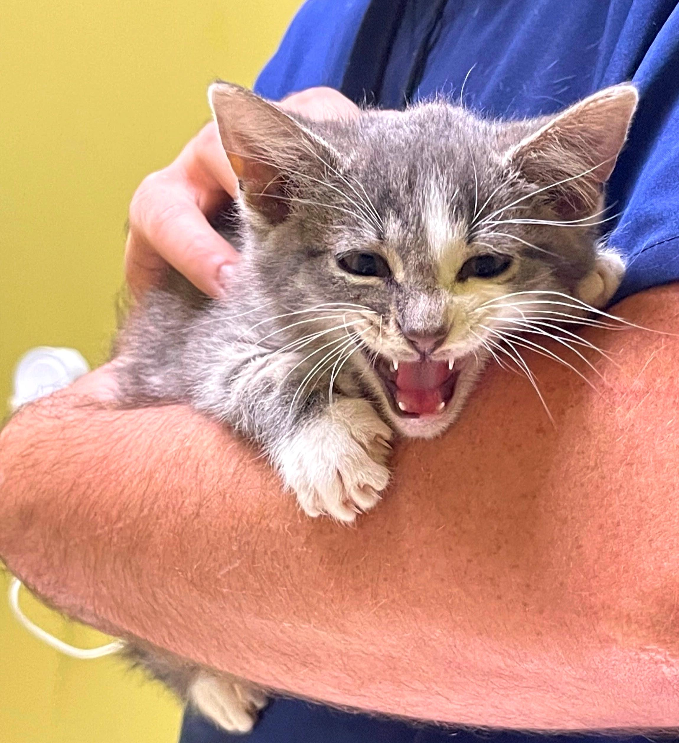 Lancelot, a Adopted Domestic Short Hair in Columbia, KY image 3/4