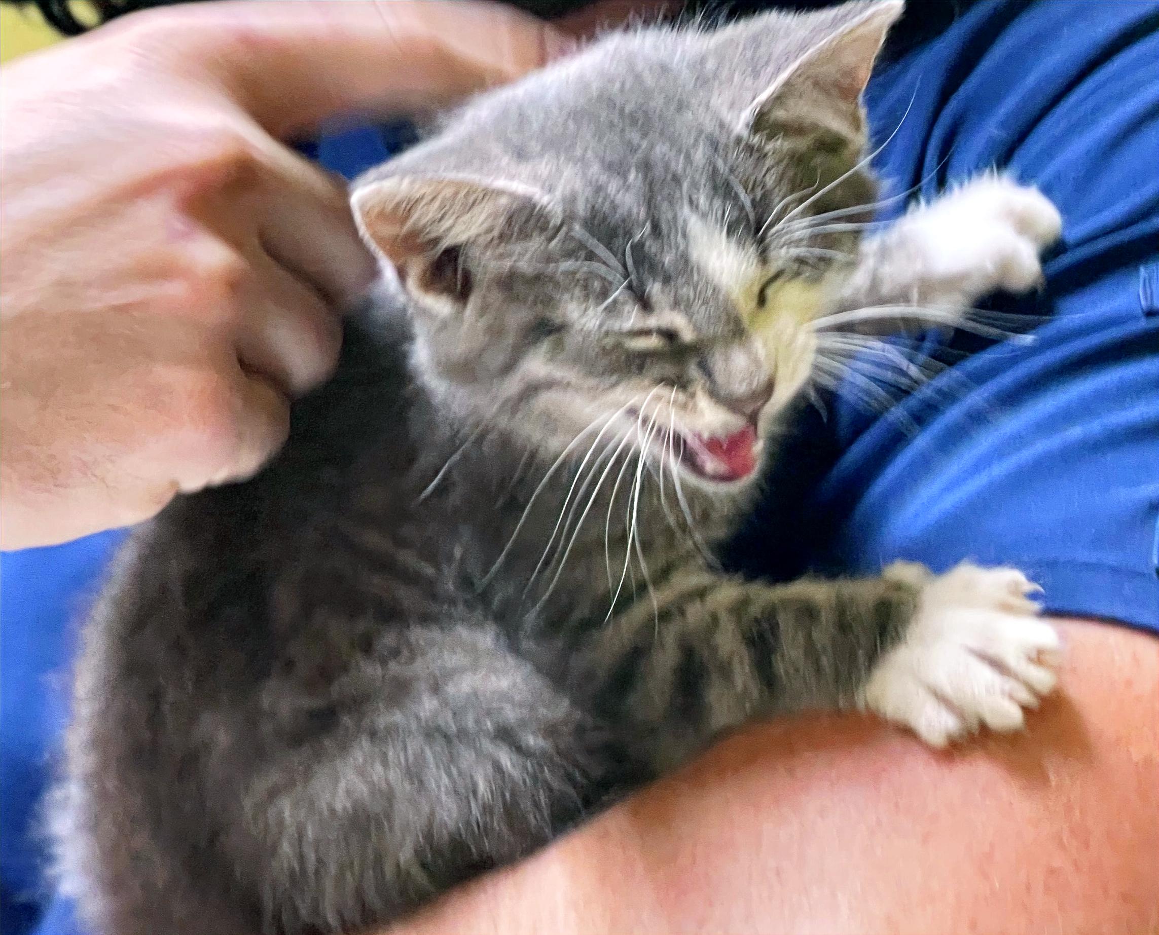 Lancelot, a Adopted Domestic Short Hair in Columbia, KY image 4/4